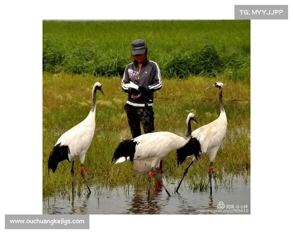 巴舒亚伊会说哪些语言揭秘他多语言天赋背后的真实故事